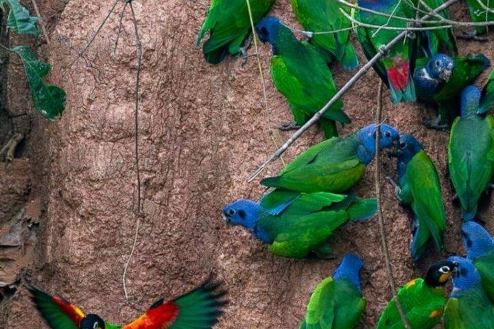 Parrots in Tambopata and search for sloths