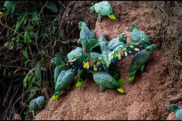 Parrots in Tambopata and search for sloths