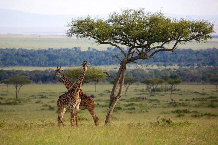 Zanzibar to Mikumi Safari Day Trip with Flight Lunch and Transfer