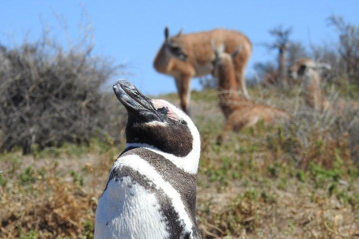 Shore Tours Punta Tombo Cruise Ship Passengers Puerto Madryn