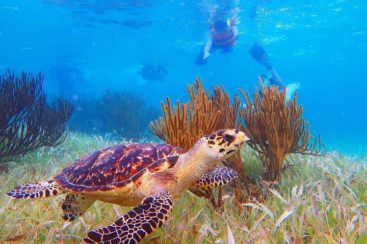 5x1 Adventure: ATV, Snorkel, Cenote, Ziplines & Beach club