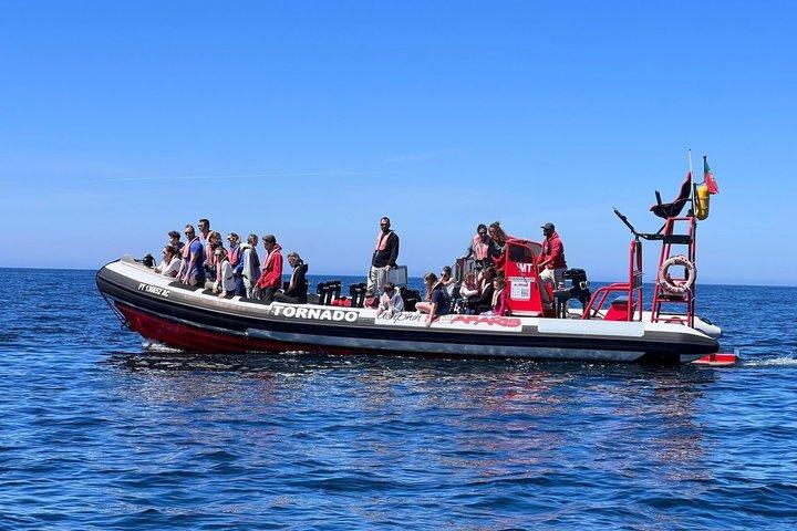 Dolphin Watching Lagos Algarve – RIB Boat Tour