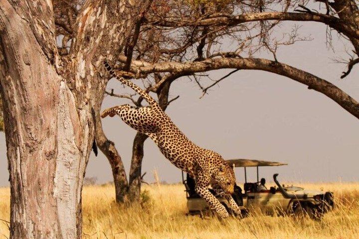 Full Day Chobe National Park Safari from Livingstone