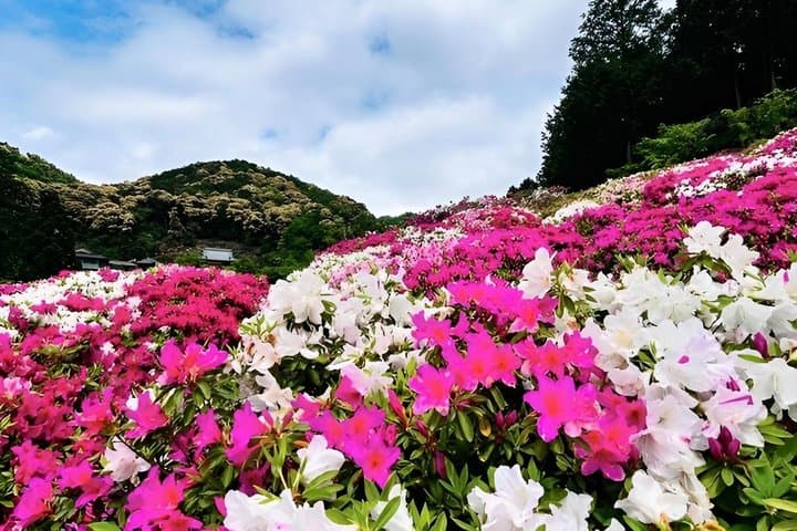 Uji Matcha and Hidden Flower Temples Private Tour from Osaka