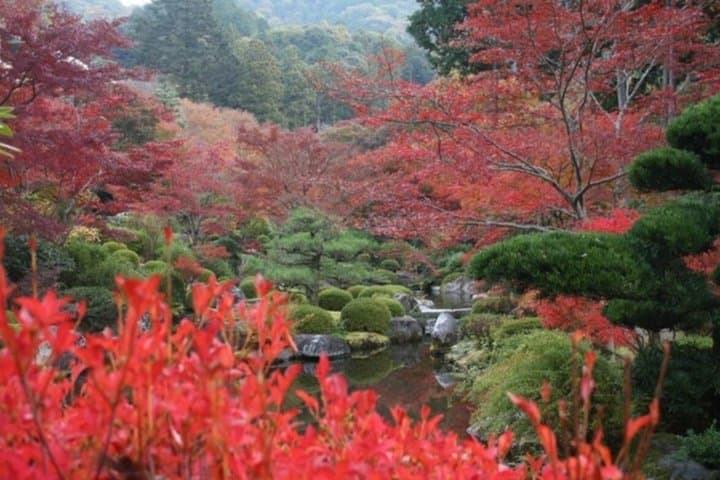 Uji Matcha and Hidden Flower Temples Private Tour from Osaka