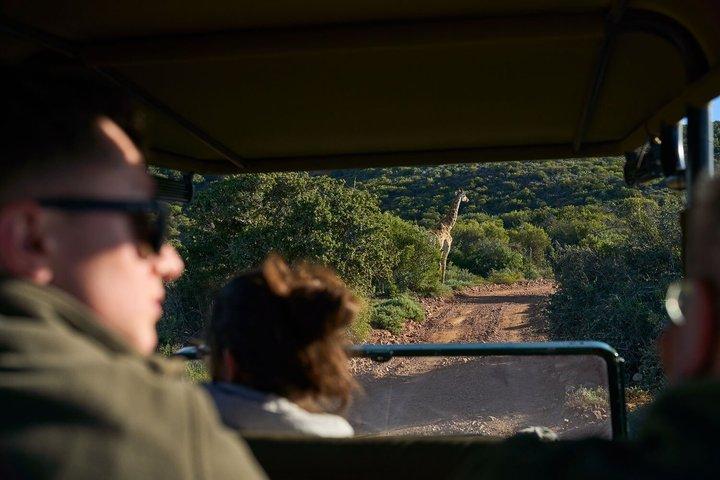 Bush Safari