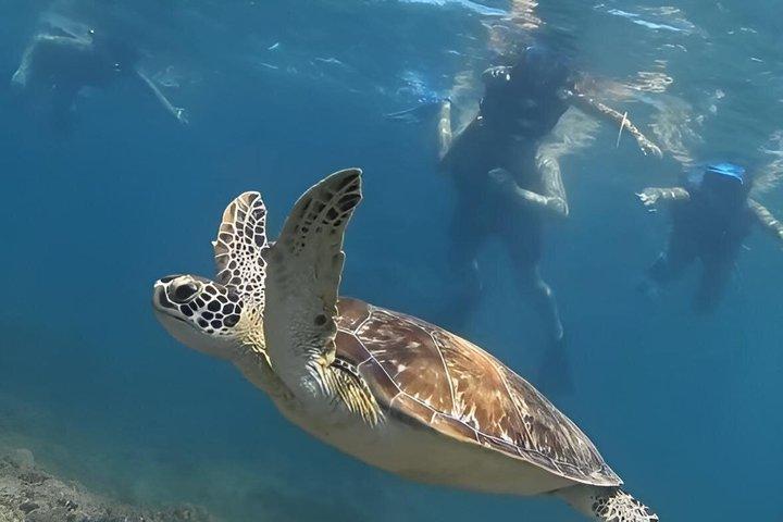 Snorkel Search for Wild Manatees and Turtles Videos Included