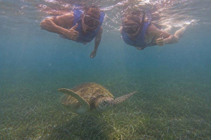 Snorkel Search for Wild Manatees and Turtles Videos Included