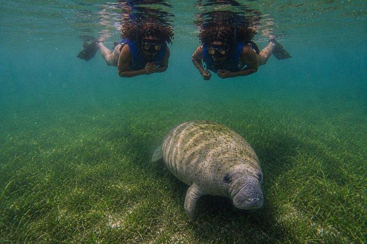 Snorkel Search for Wild Manatees and Turtles Videos Included