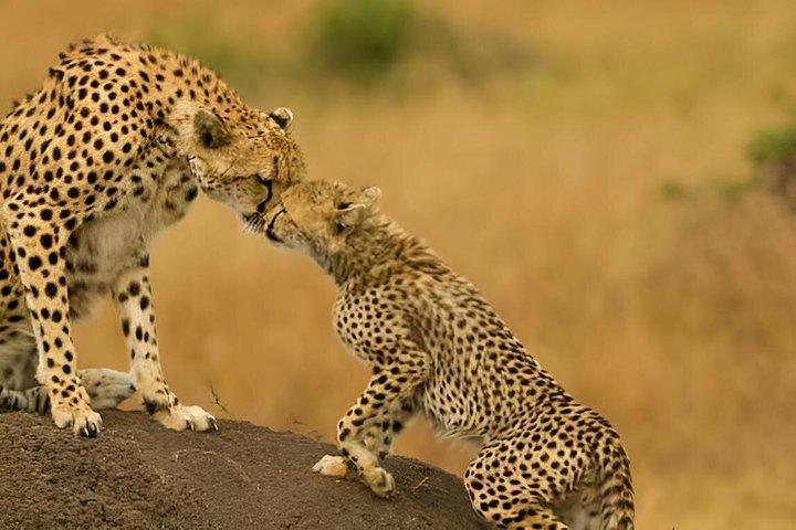 3 Day Private Luxury Masai Mara Safari Into the Wild in Style