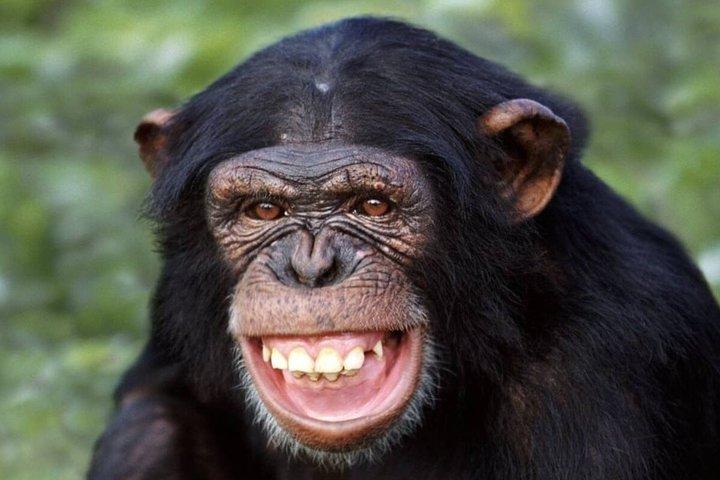 3Days Aberdares & Sweetwaters Ol Pejeta Chimpanzee Sanctuary