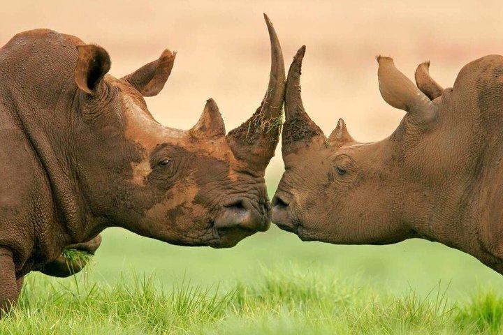 3Days Aberdares & Sweetwaters Ol Pejeta Chimpanzee Sanctuary