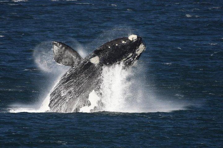 Hermanus Whale Watching Boat Cruise & Penguins from Cape Town