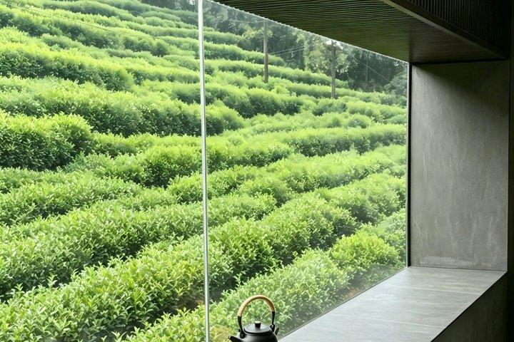 One Day Hangzhou West Lake Cruise Longjing Tea