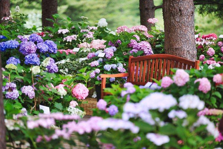 Nami Island, K-garden and Gangchon Rail Bike tour from Seoul