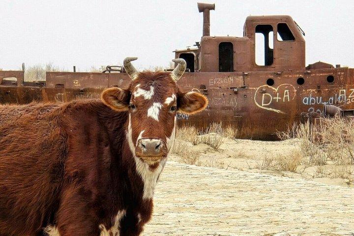 Daytrip from Khiva to the Muynak Ship Cemetery and Nukus Museum