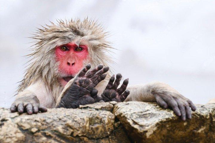 Nagano Snow Monkey Park Private Tour from Tokyo