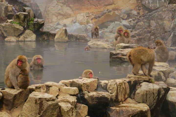 Nagano Snow Monkey Park Private Tour from Tokyo