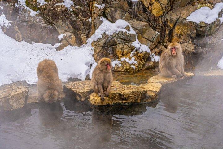 Nagano Snow Monkey Park Private Tour from Tokyo