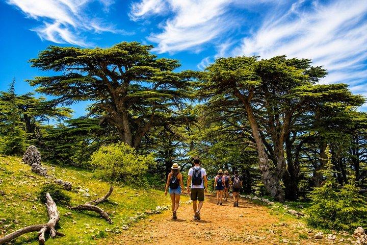 Private Full-Day Tour to Qadisha valley, Bcharre and Cedars of God from Beirut