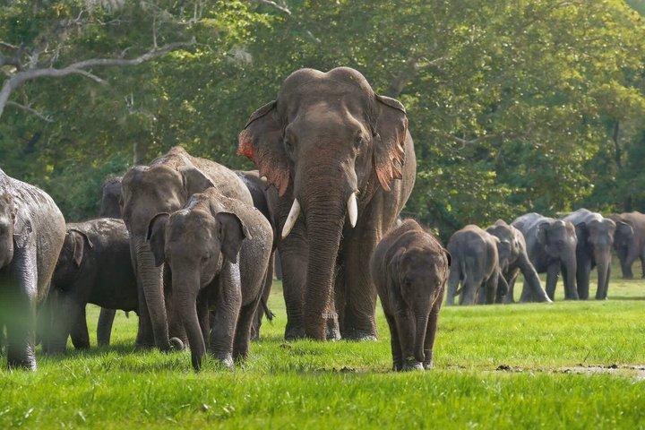 Minneriya And Kaudulla National Park Safari- From Sigiriya