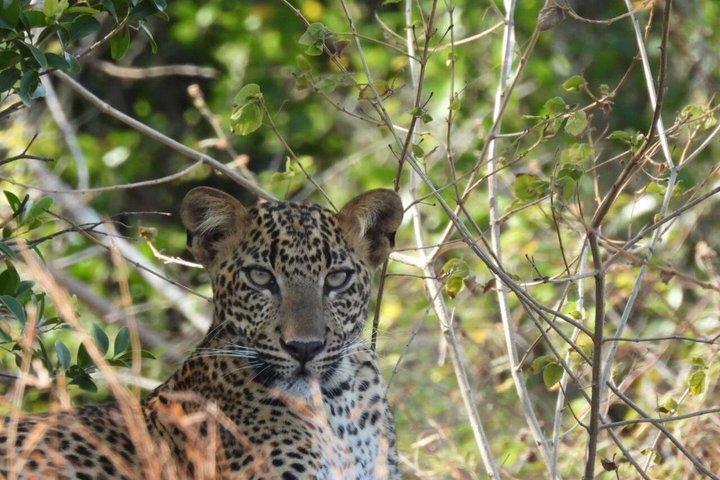 Ultimate Yala Safari Day Trip Leopard Spotting Wildlife Sri Lanka