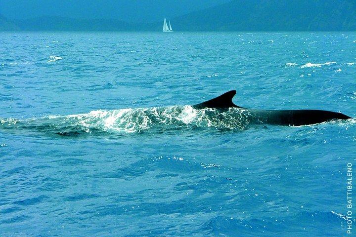 Whale Watching and Sailing Adventure in the Pelagos Sanctuary