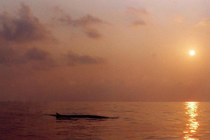Whale Watching and Sailing Adventure in the Pelagos Sanctuary
