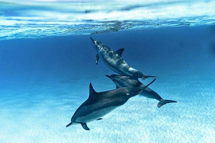 Zanzibar Dolphin Swim and Coral Snorkeling