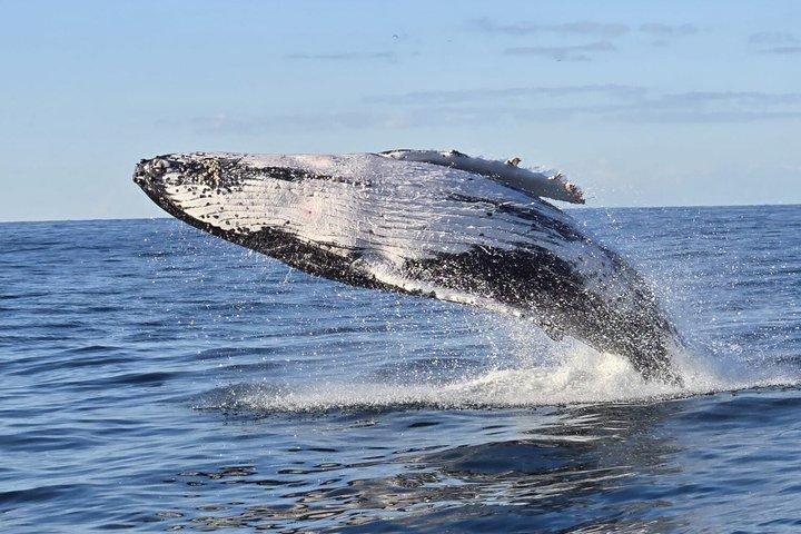 Whale Watching Sailing Experience in Sydney