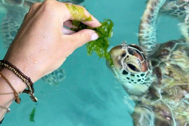 Jozani Forest Monkeys and Salaam Cave Turtles with Lunch