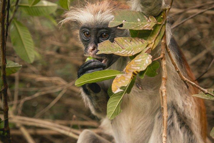 Jozani Forest Monkeys and Salaam Cave Turtles with Lunch