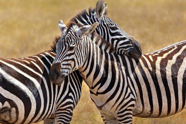 From Zanzibar: 1-Day Selous Safari with Flight & Lunch
