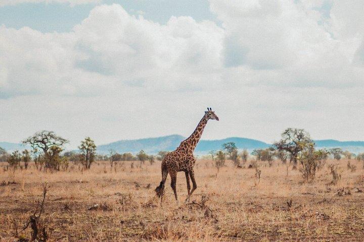 From Zanzibar: 1-Day Selous Safari with Flight & Lunch