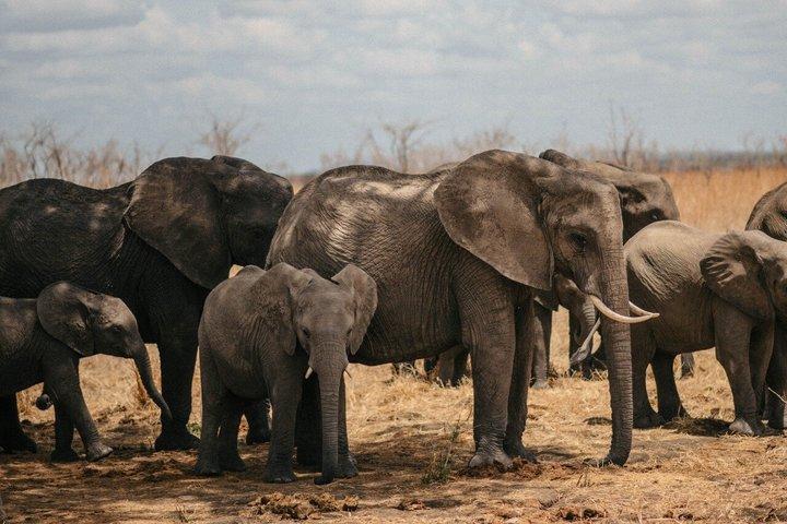 From Zanzibar: 1-Day Selous Safari with Flight & Lunch