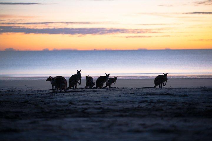 Airlie Beach: Kangaroos on the Beach at Sunrise Eco Wildlife Tour