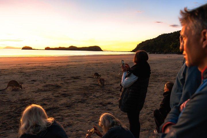 Airlie Beach: Kangaroos on the Beach at Sunrise Eco Wildlife Tour