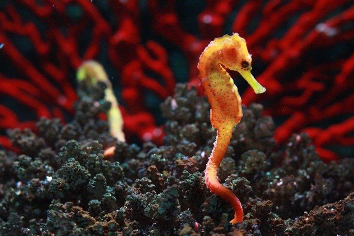 SEA LIFE Bangkok Ocean World Standard Admission Ticket