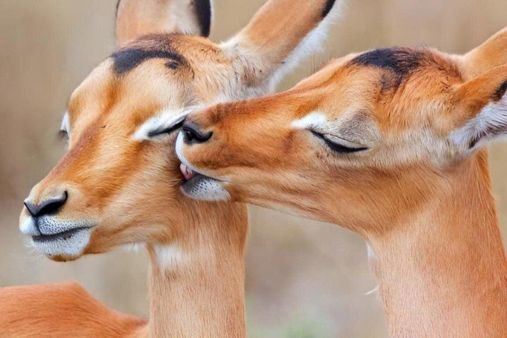 8 Days Cultural Tours and Wildlife Experience