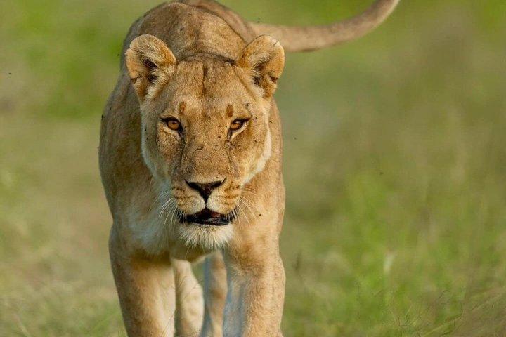 8 Days Cultural Tours and Wildlife Experience