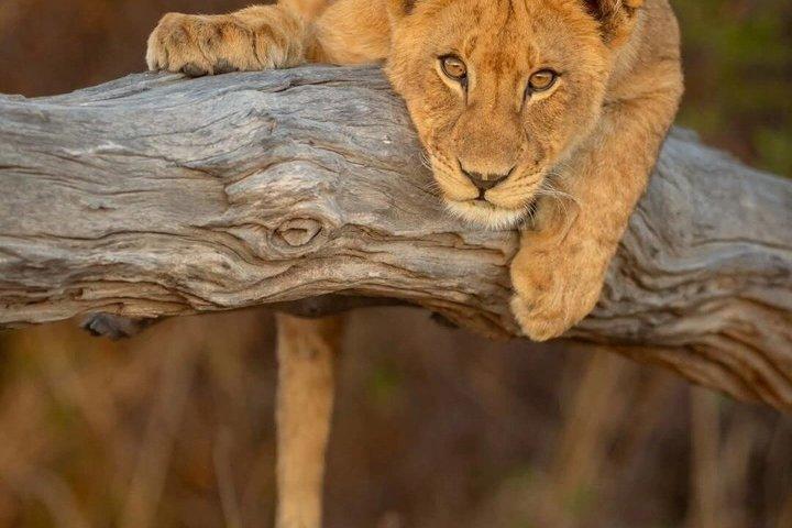 5 Days Joining Tarangire Serengeti and Ngorongoro Crater Tanzania