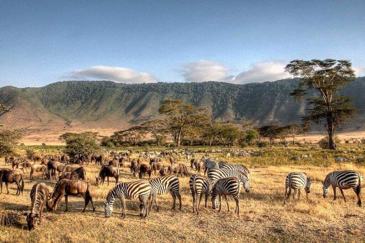 8 Days Cultural Tours and Wildlife Experience