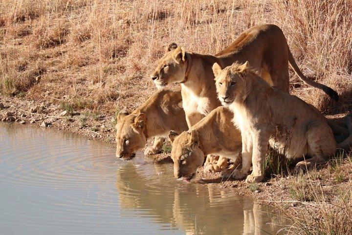 From Zanzibar: 2-Day Selous Safari with Flights & Lodge Stay