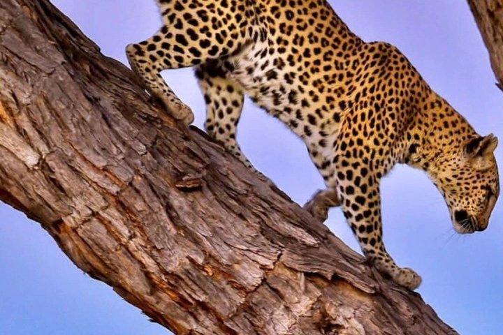 8 Days Cultural Tours and Wildlife Experience