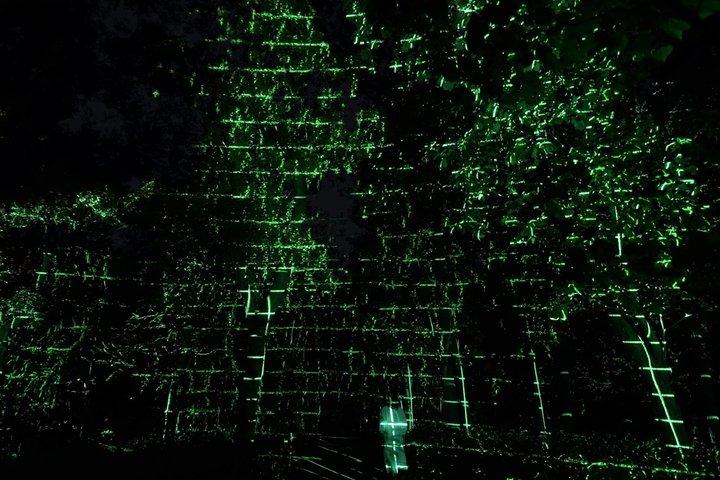 TeamLab Botanical Garden Osaka Night Art Experience