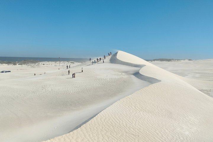 Koala, Lancelin, Wedge Island and Pinnacles Tour from Perth
