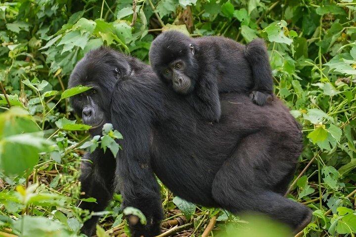 1 Day Rwanda Gorilla Trekking Tour In The Volcanoes National Park
