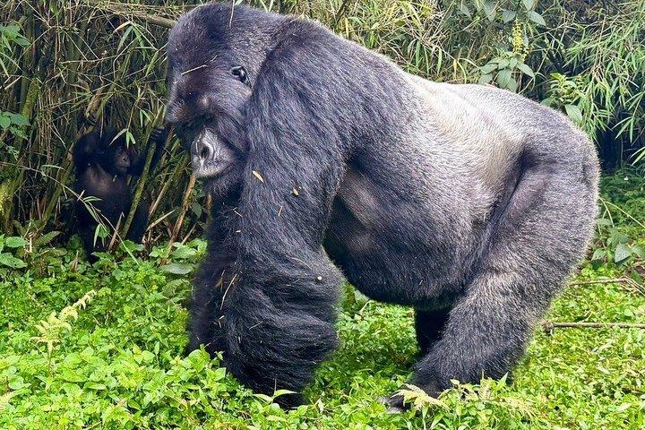 1 Day Rwanda Gorilla Trekking Tour In The Volcanoes National Park