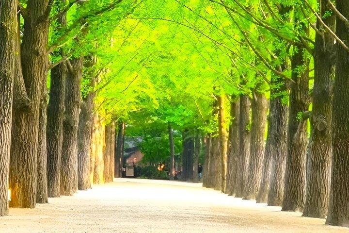 Private Tour Nami Island, Rail Bike & Garden of Morning Calm