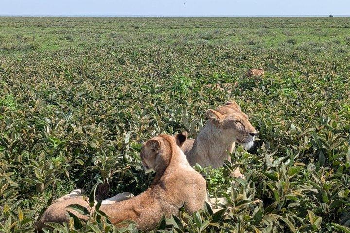 7 Day Tanzania Camping Adventure Big Five Safari Experience
